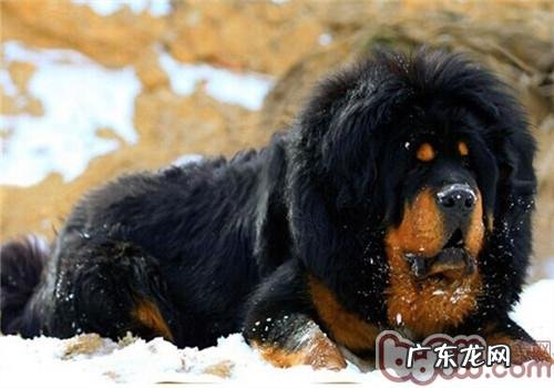 藏獒的保养专业知识