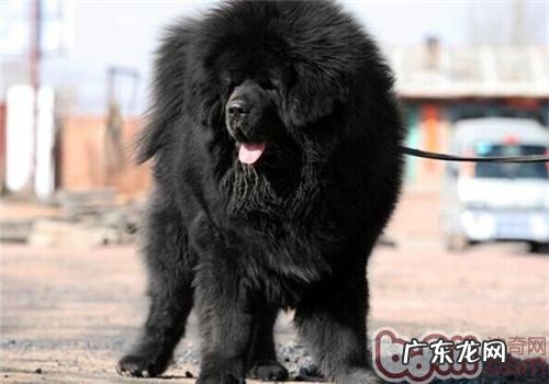 藏獒的形状特点