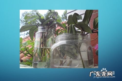 球兰扦插最快的方法