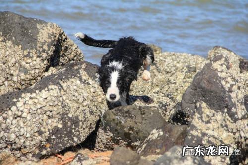 狗中毒最快的解毒方法,狗中毒可以自己恢复吗?