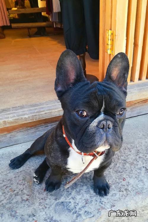 狗中毒最快的解毒方法,狗中毒可以自己恢复吗?