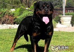 罗威纳犬的形状特点