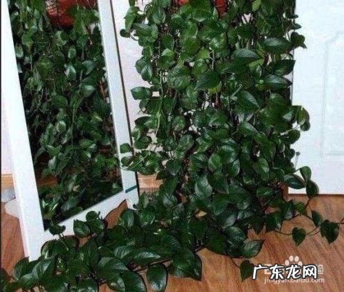 甲醛去除最快的方法