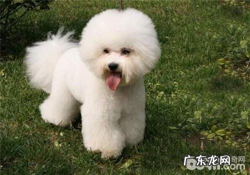 比熊的保养专业知识