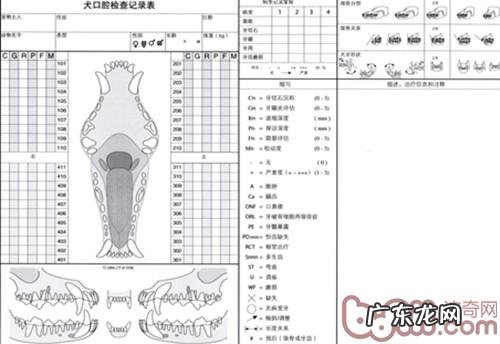 犬猫口腔科基础知识