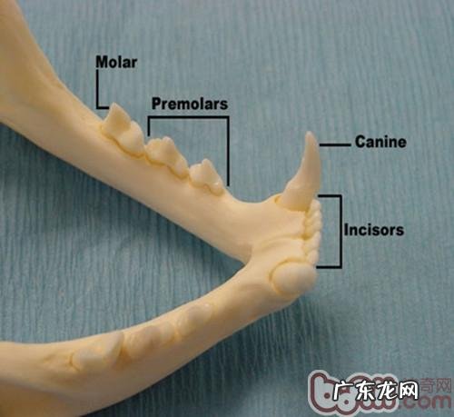 犬猫口腔科基础知识