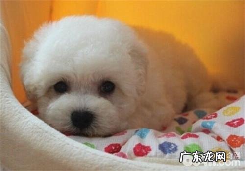 比熊的形状特点