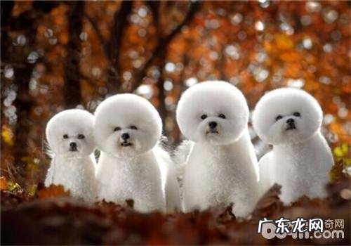 比熊的种类介绍