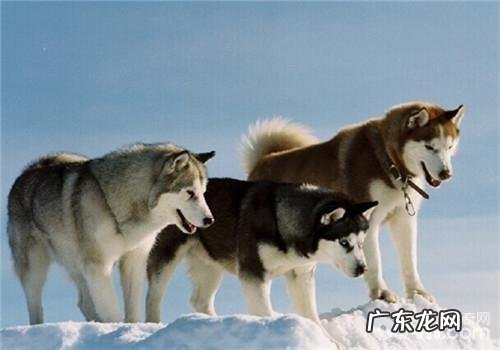 金毛的形状特点