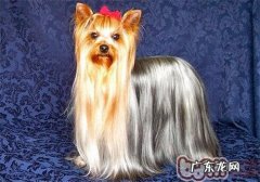 约克夏的保养基本常识
