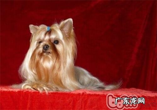 约克夏的形状特点