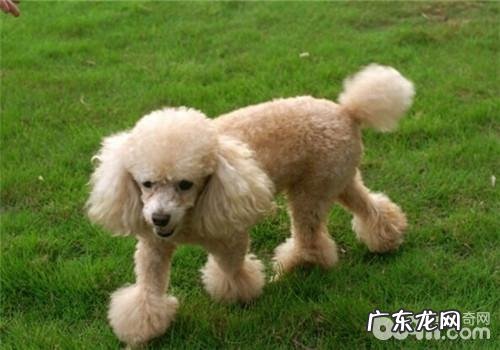 泰迪犬的保养专业知识