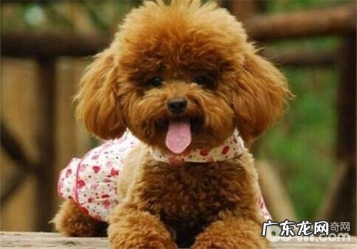 泰迪犬的性格特征