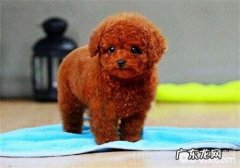 vip犬的品种介绍