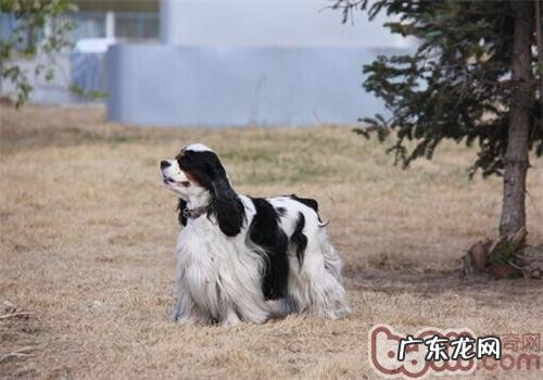 美国可卡犬的保养专业知识