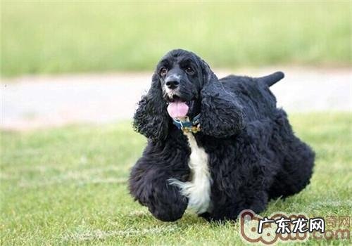 美国可卡犬的性格特征