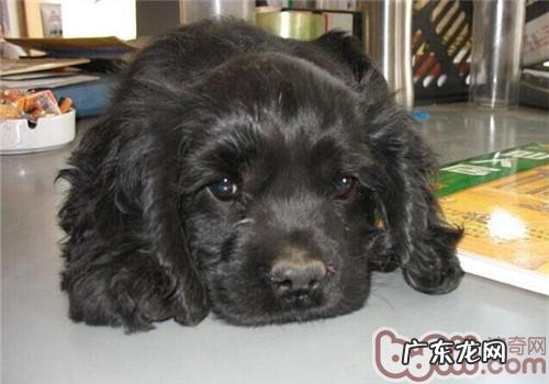 美国可卡犬的种类介绍