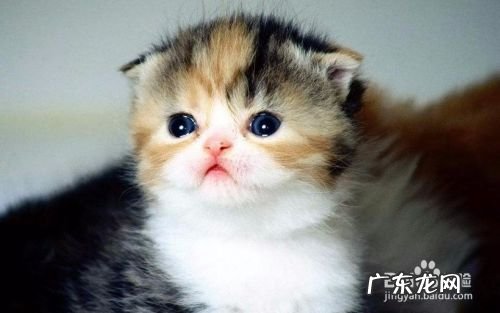 手机上如何使用百度众测赚钱