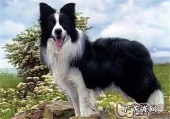 边境牧羊犬的保养专业知识
