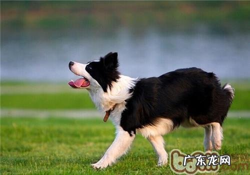 边境牧羊犬的性格特征