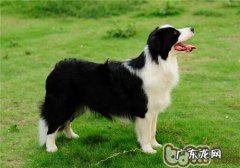 边境牧羊犬的形状特点