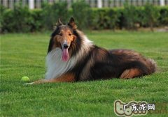 英国德牧犬的性格特征