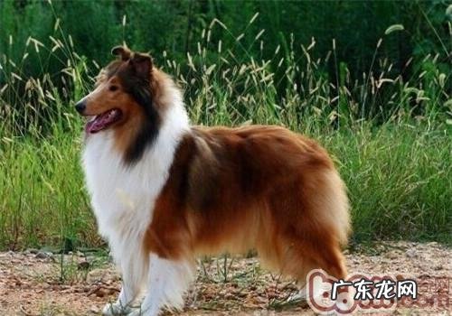 英国德牧犬的保养专业知识