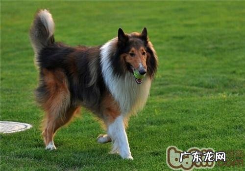 英国德牧犬的形状特点