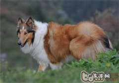 英国德牧犬的种类介绍