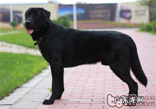 金毛牧羊犬的保养专业知识