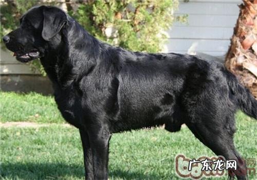 金毛牧羊犬的性格特征