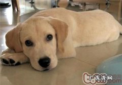 金毛牧羊犬的形状特点