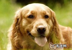 【检测】家里小狗是不是有偏食趋向