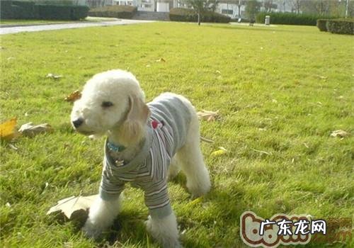 贝灵顿梗的形状特点