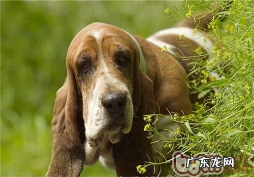 巴吉度猎犬的喂养关键点