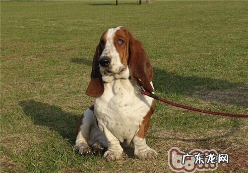 巴吉度猎犬的保养专业知识