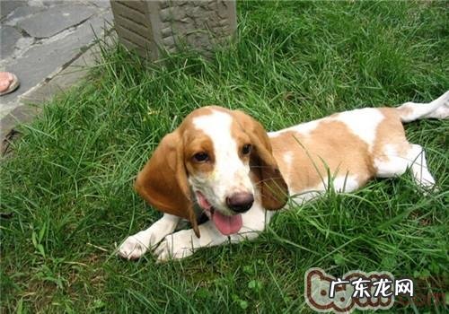 巴吉度猎犬的性格特征