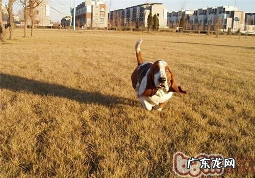 巴吉度猎犬的形状特点