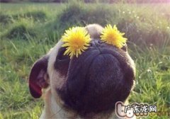 巴哥犬的喂养关键点