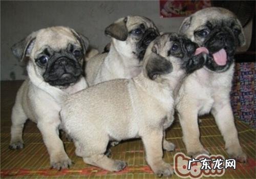 【检测】狗狗智商三种测试方法