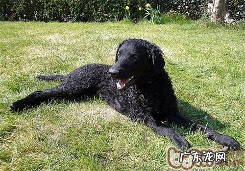 卷毛找寻牧羊犬的种类介绍