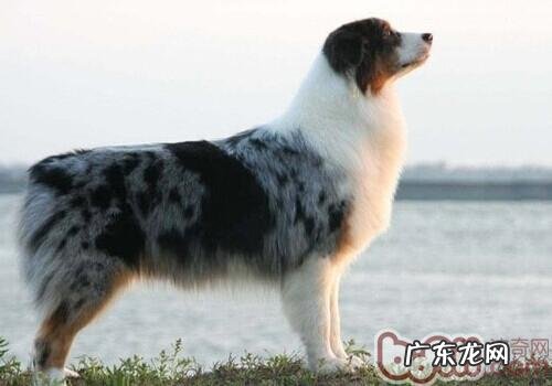 加拿大德牧犬的喂养关键点