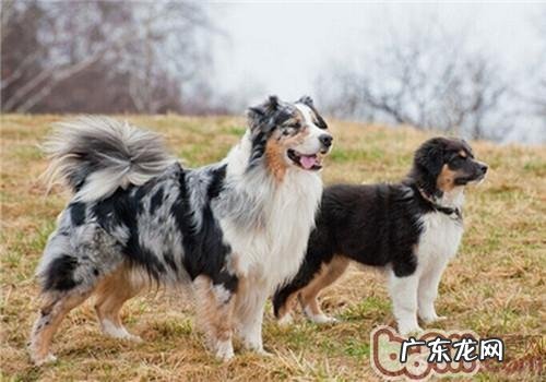 加拿大德牧犬的保养专业知识