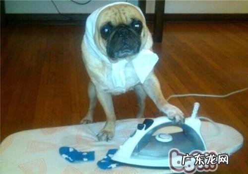 巴哥犬的性格特征