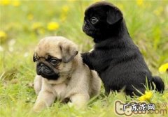 巴哥犬的形状特点