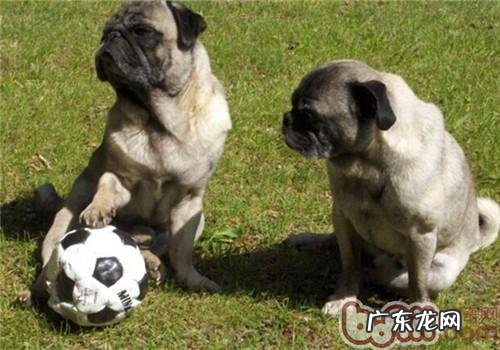 巴哥犬的种类介绍