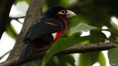 晚饭吃一个黄瓜可以减肥吗