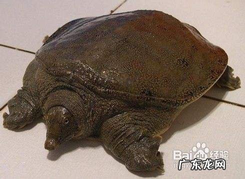 农村养什么赚钱