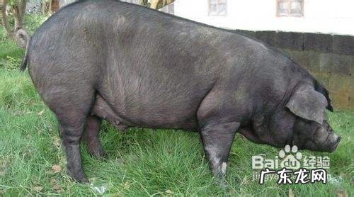 农村养什么赚钱