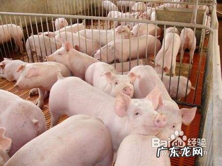 农村养什么赚钱